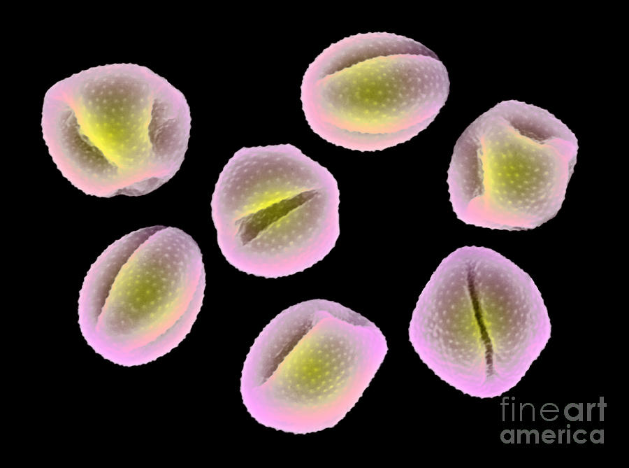 Marsh Marigold Pollen Grains Photograph by Scott Camazine