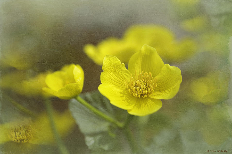 Spring Photograph - Marsh Marigolds by Fran Gallogly