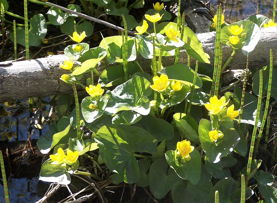 Marsh Marigolds with Horsetails Photograph by Kathleen Luther