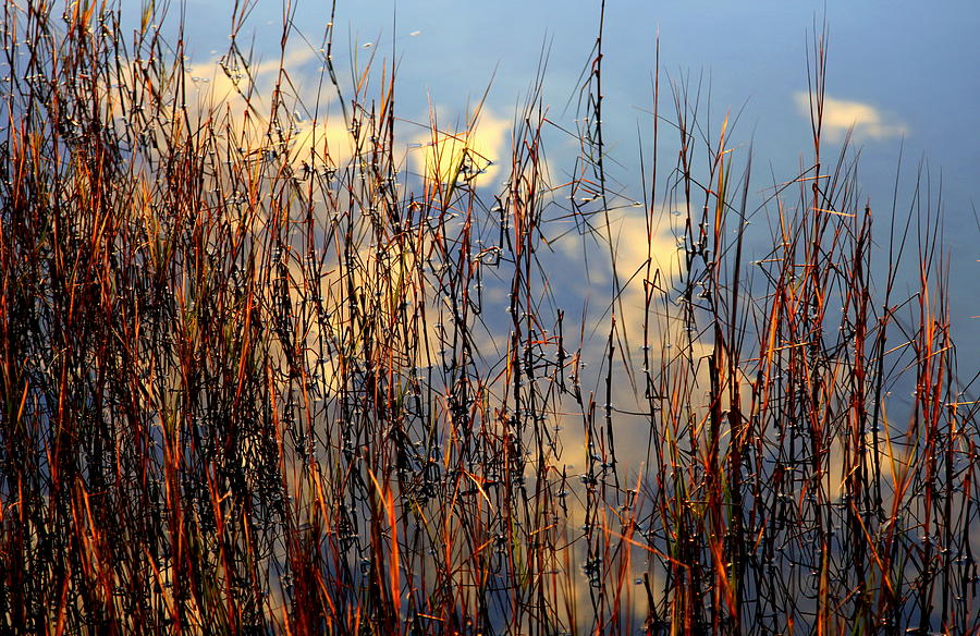 Marsh Photograph - Marsh Mellow Clouds by Karen Wiles