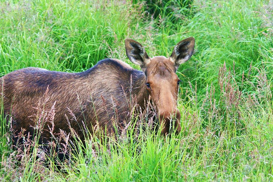Moose Photograph - Marsh Moose by Karen Jones