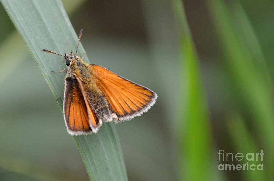 Marsh Moth Photograph by Lynellen Nielsen
