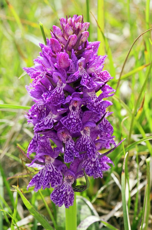 Marsh Orchid (dactylorhiza Osmanica) Photograph by Bob Gibbons - Fine ...