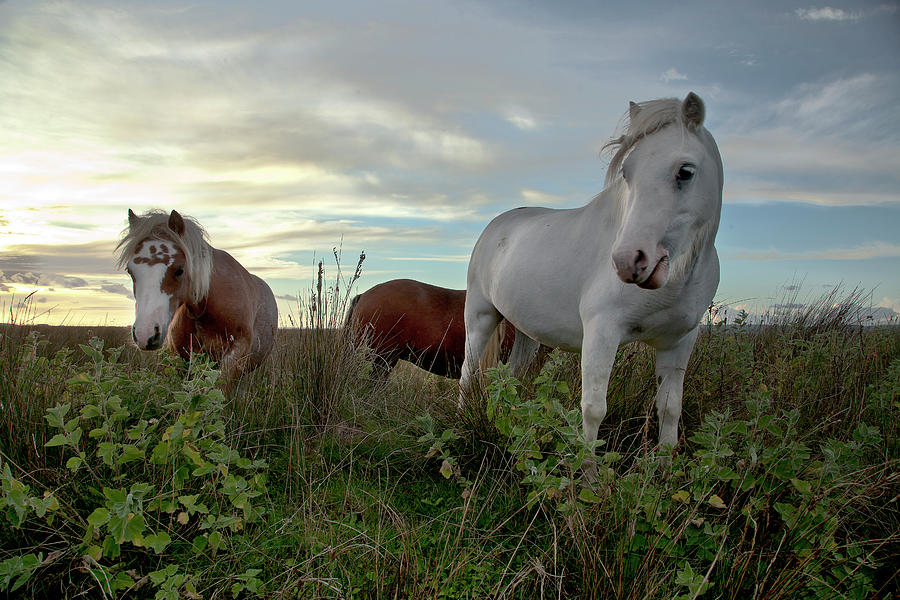 Marsh Ponies Photograph by Jo Evans