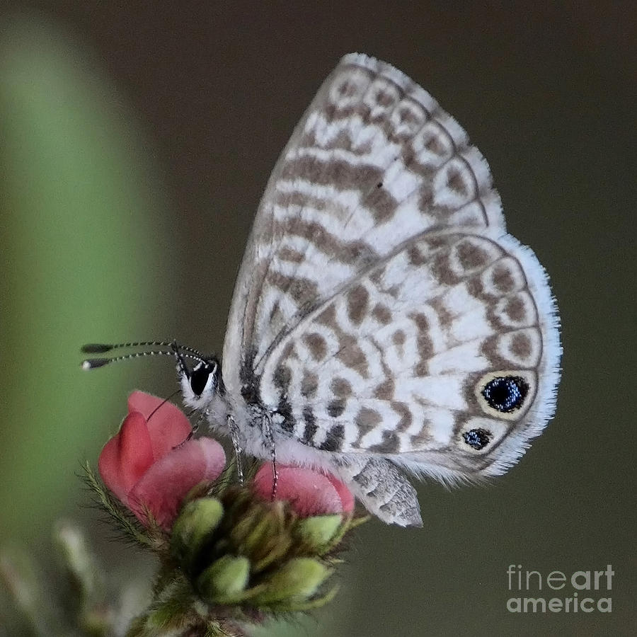 Butterfly Photograph - Marsh Princess by Carol Groenen