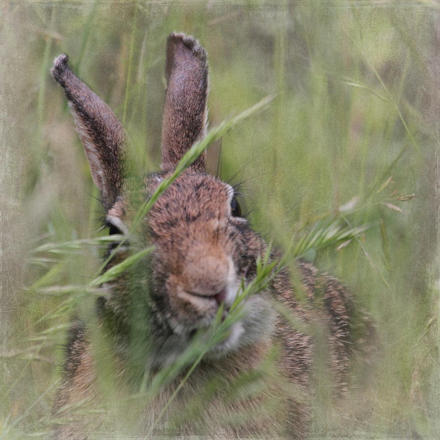 Marsh Rabbit Photograph by Angie Vogel