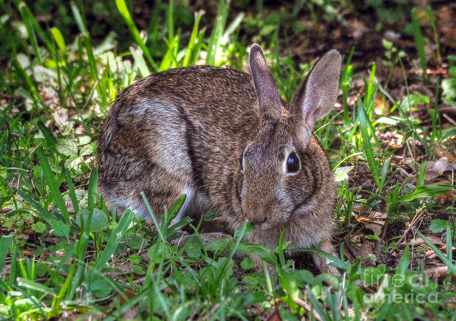 Marsh Rabbit Photograph by Kathy Baccari