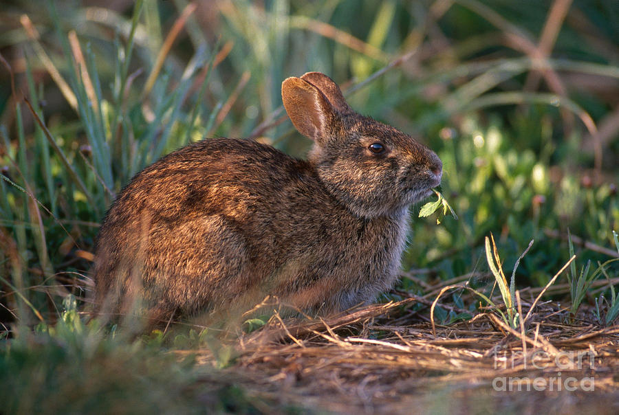 Marsh Rabbit Photograph by Larry West