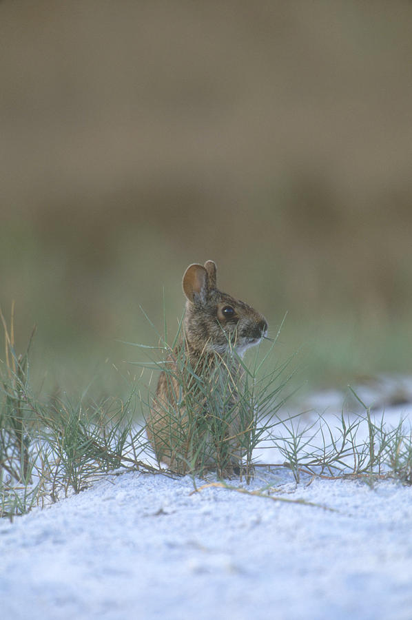 Marsh Rabbit Photograph by Paul J. Fusco