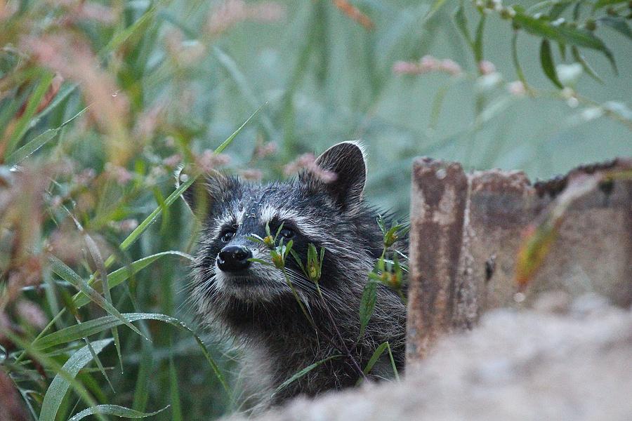 Marsh Raccoon Photograph by John Dart