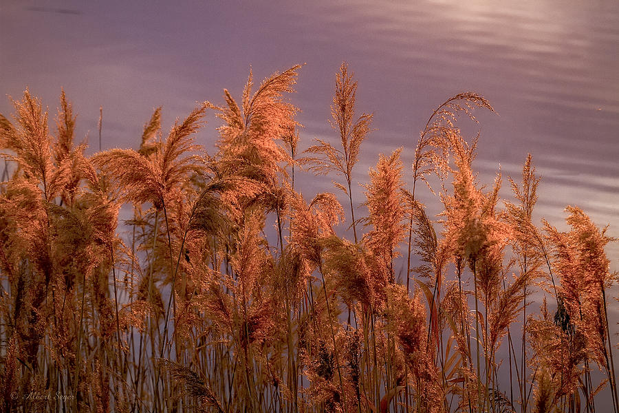 Marsh Reeds Aglow  -  150218A-162 Photograph by Albert Seger