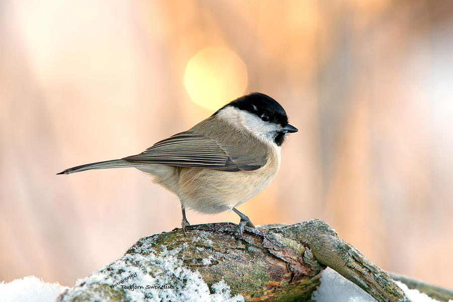 Marsh Tit on the branch Photograph by Torbjorn Swenelius