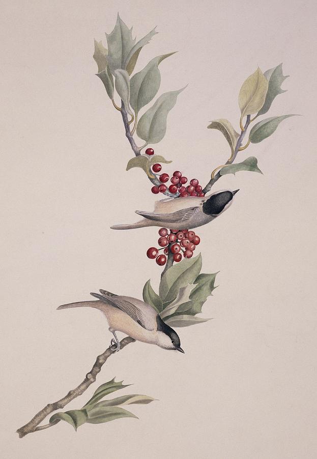 Marsh tits, 19th century artwork Photograph by Science Photo Library