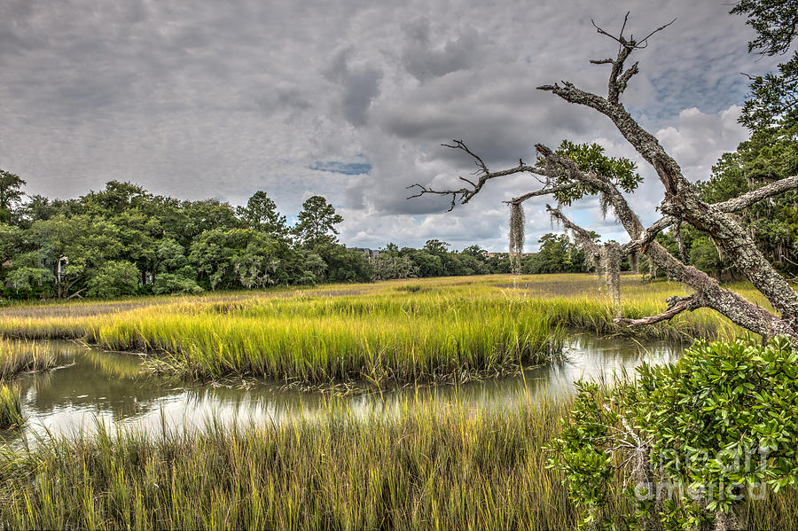 Marsh Photograph - Marsh Walk by Dale Powell