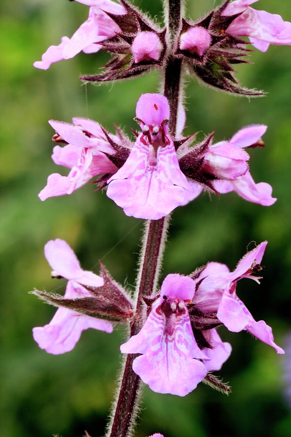 Marsh Woundwort (stachys Palustris) Photograph by John Wright/science ...