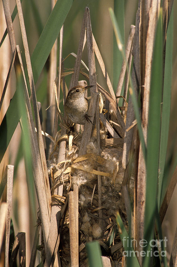 Marsh Wren Building Nest Photograph by Ron Sanford
