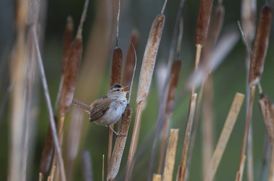 Marsh Wren Singing From A Cattail Photograph by John Shaw