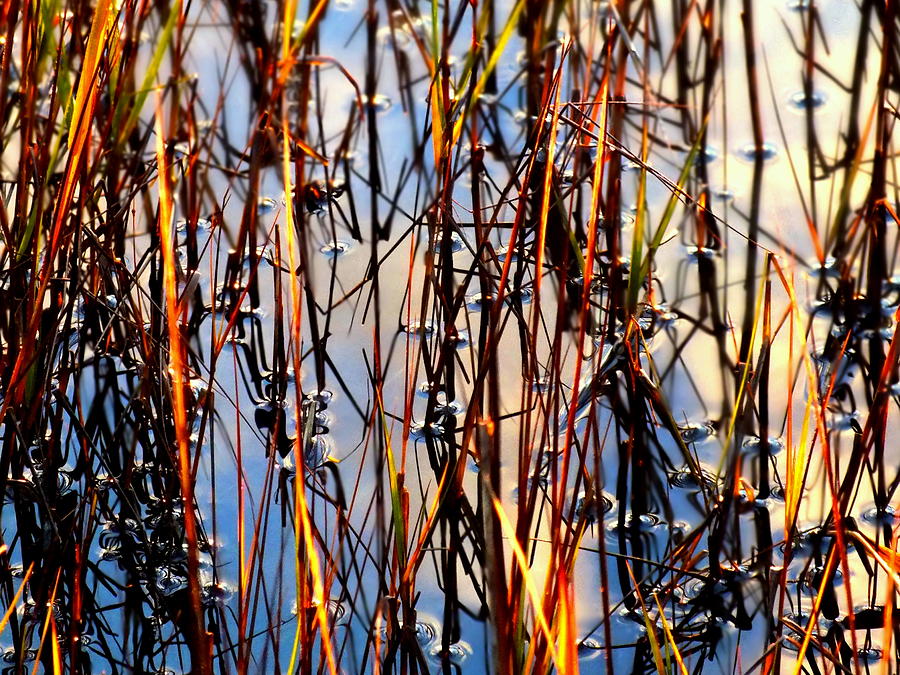 Landscape Photograph - Marshgrass by Karen Wiles