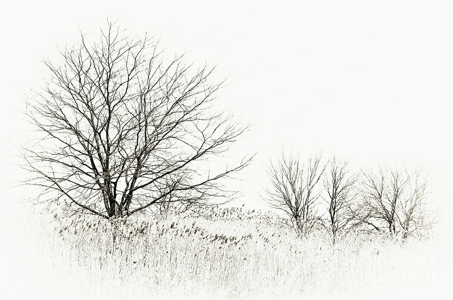 Marshland Winter Sketch I Photograph