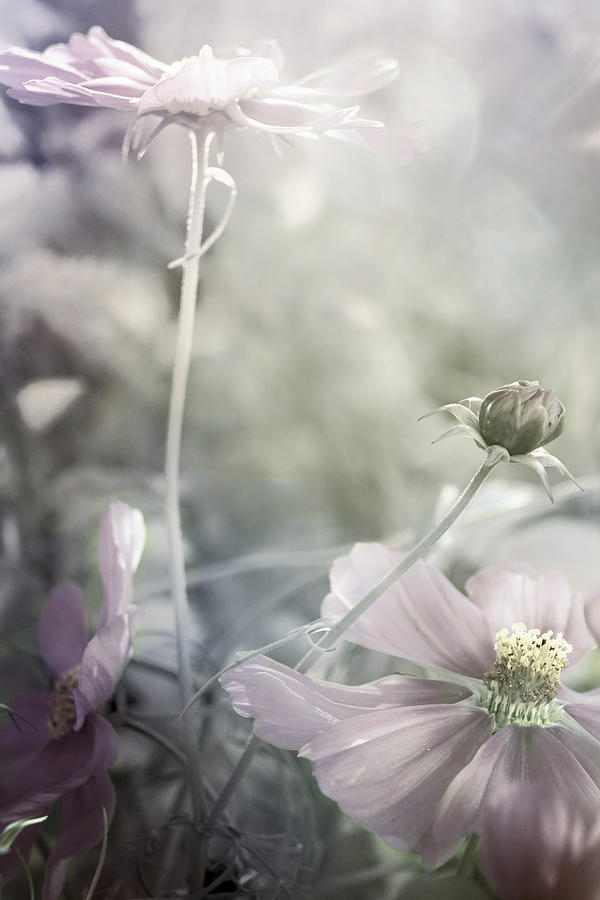 Marshmallow Dream Photograph by Darlene Kwiatkowski