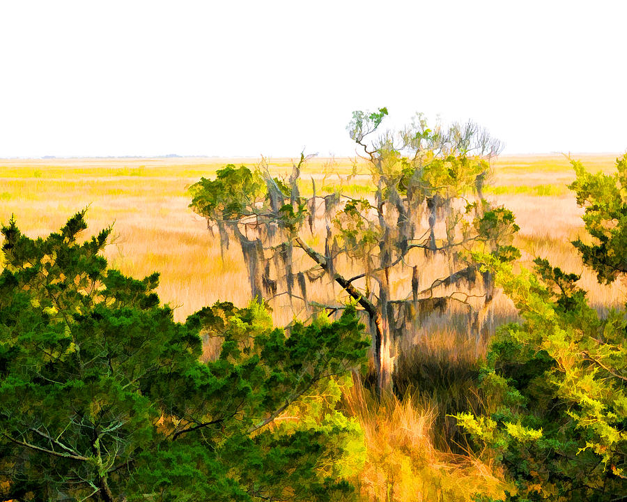 Marsh Cedar Tree and Moss Photograph by Ginger Wakem