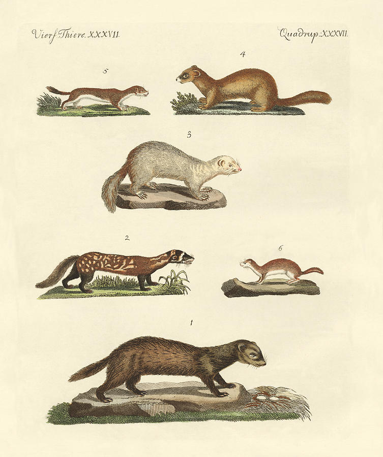 Mammal Drawing - Martens and weasel by Splendid Art Prints
