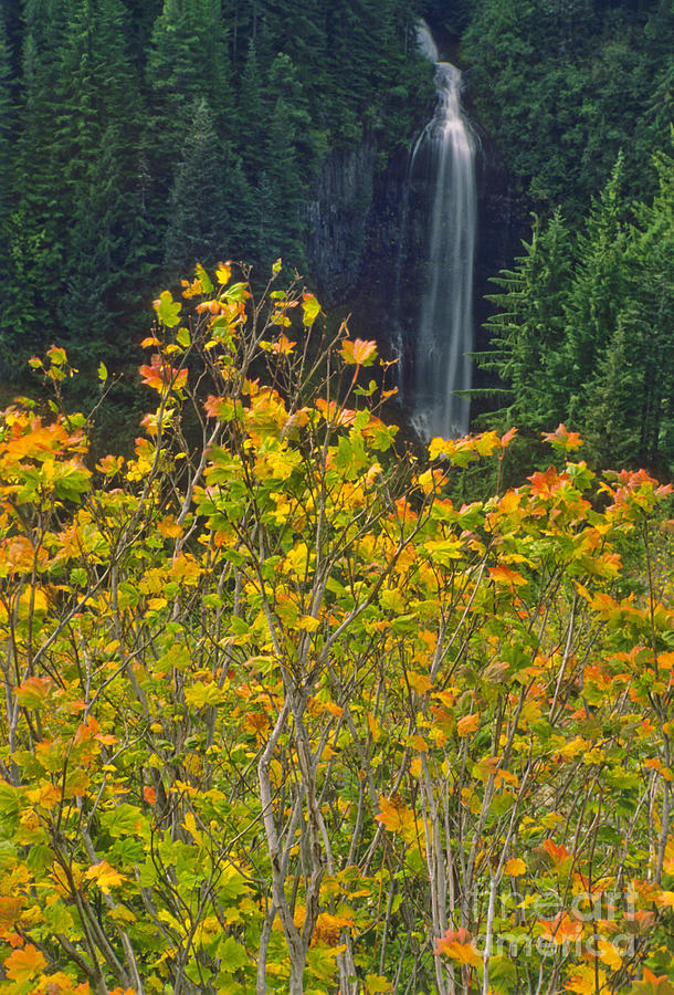 Martha Falls With Vine Maple Photograph by Richard and Ellen Thane