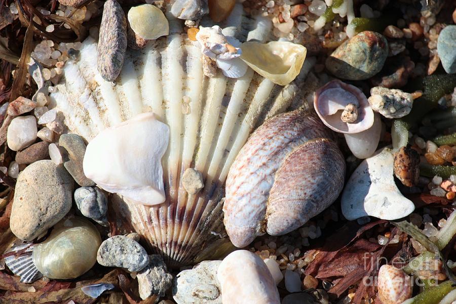 Shells along the Seashore Photograph by Carol Groenen