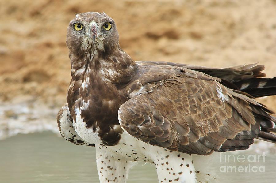 Eagle Photograph - Martial Eagle - Yellow Focus by Andries Alberts