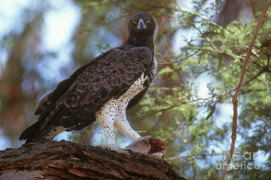 Eagle Photograph - Martial Eagle by Art Wolfe