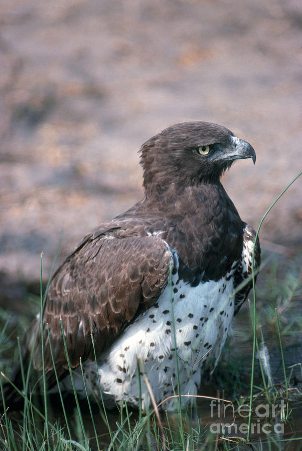 Eagle Photograph - Martial Eagle by Gregory G. Dimijian, M.D.