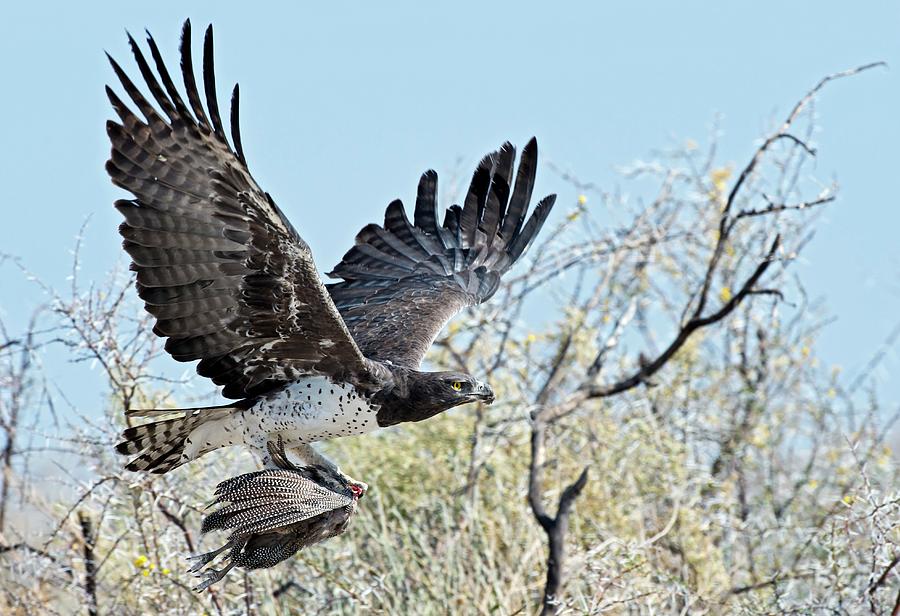 Martial Eagle In Flight With Prey Photograph by Tony Camacho