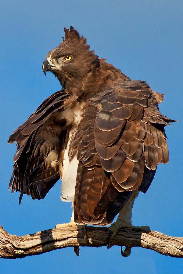 Eagle Photograph - Martial Eagle by John De Jager