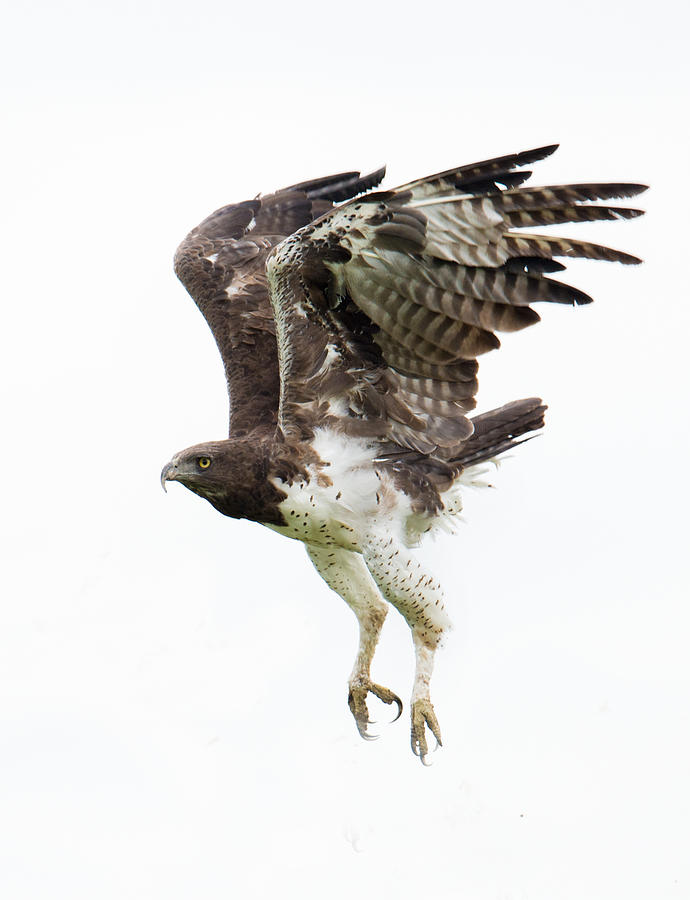 Wildlife Photograph - Martial Eagle Polemaetus Bellicosus by Panoramic Images