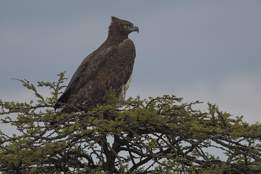 Eagle Photograph - Martial Eagle by Wade Aiken