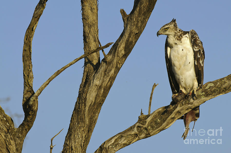 Eagle Photograph - Martial Eagle With Its Prey by John Shaw