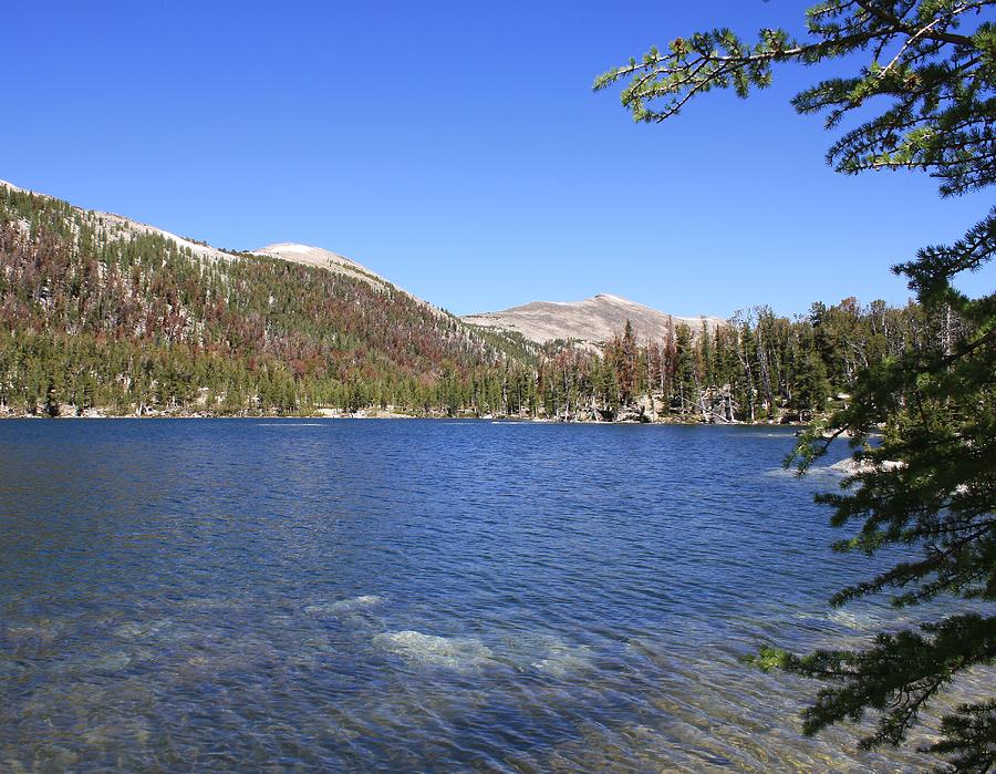 Martin Lake Photograph by Mark Eisenbeil | Fine Art America