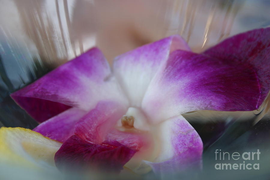 Martini Flowers Photograph by Dena Hickman Fine Art America