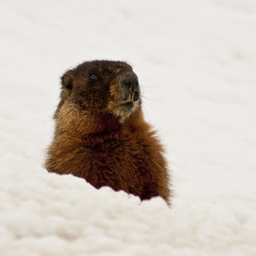 Marty the Marmot Photograph by Daniel Hebard
