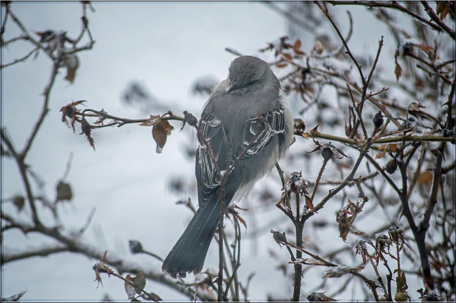 Marty The Mockingbird Turn Your Head Around Photograph by Jens Larsen