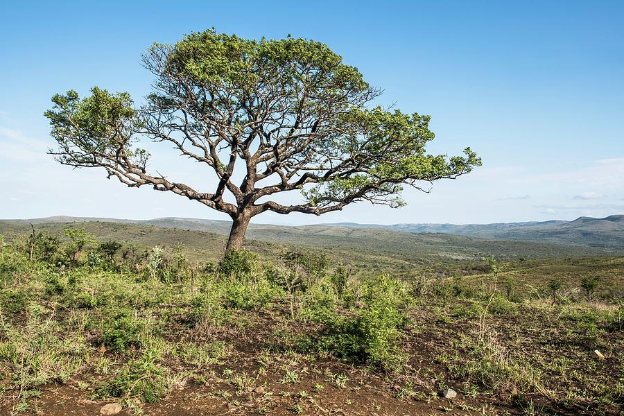 Marula Tree On A High Ridge Photograph by Peter Chadwick/science Photo Library