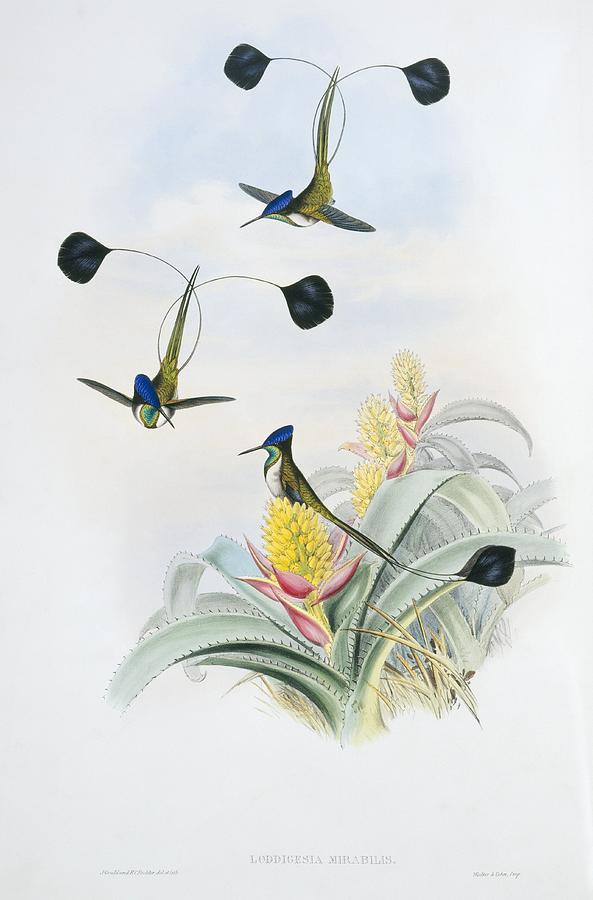 John Gould Photograph - Marvellous spatuletails, artwork by Science Photo Library