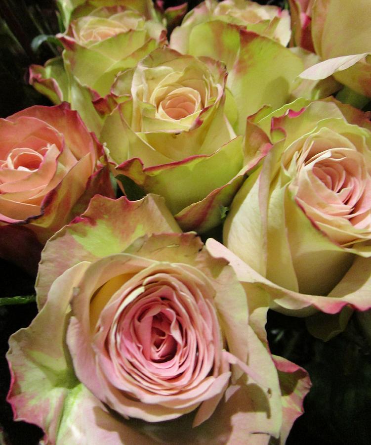 Rose Photograph - Marvelous Fragrance by Rosita Larsson