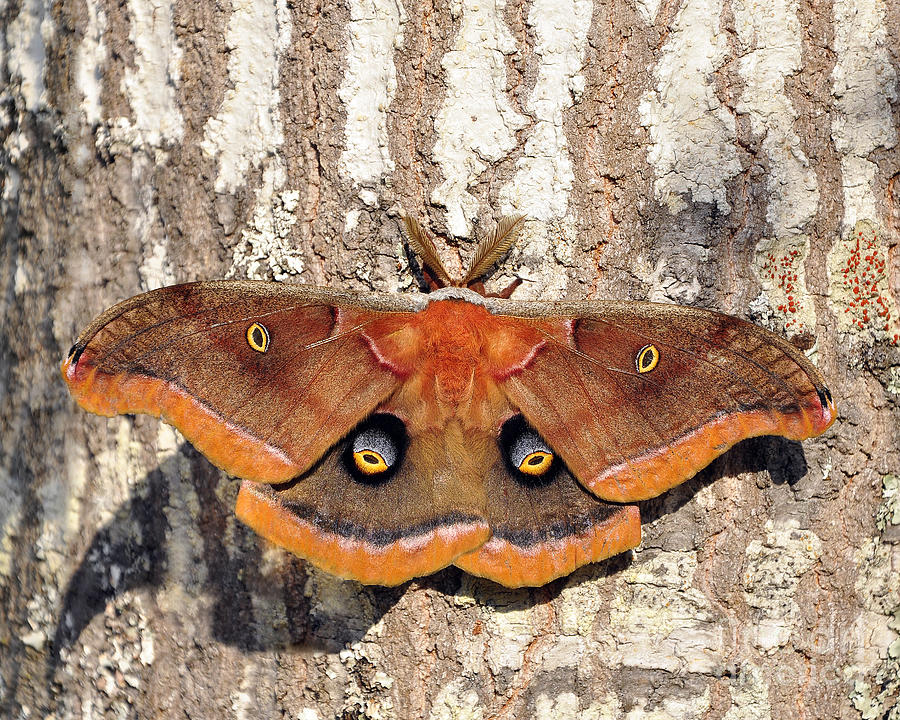 Marvelous Moth Photograph by Al Powell Photography USA