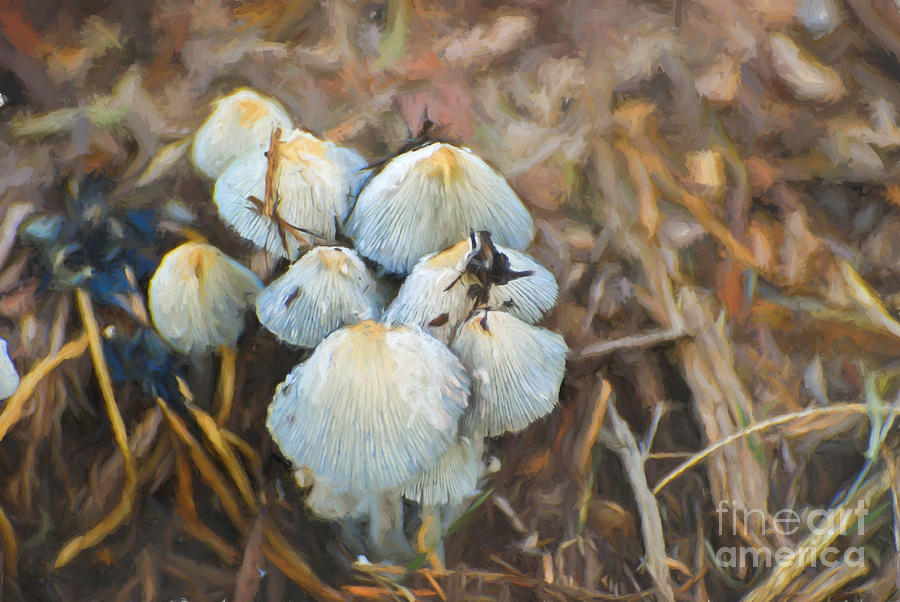 Nature Photograph - Marvelous Mushrooms by Kerri Farley