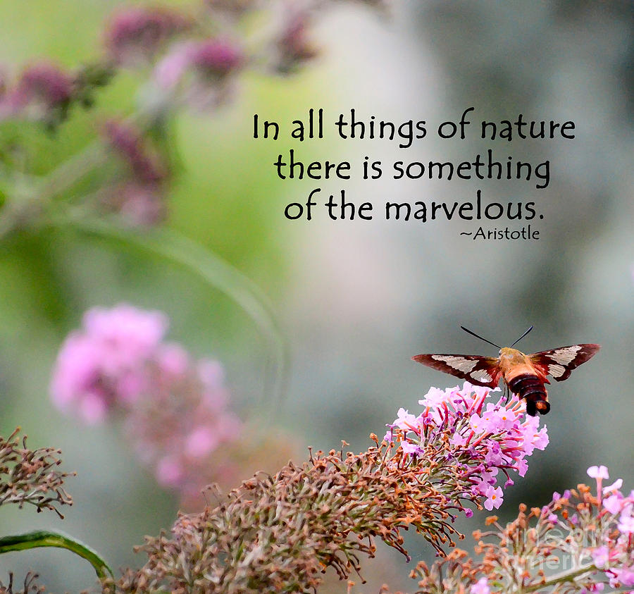 Marvelous Nature Photograph by Kerri Farley