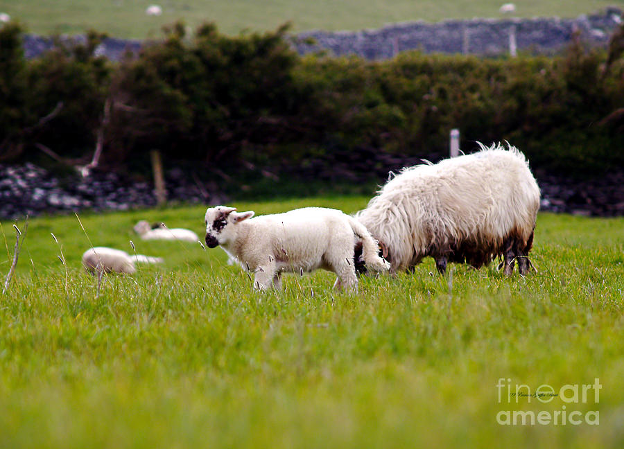 Mary Had a Little Lamb Photograph by Patricia Griffin Brett