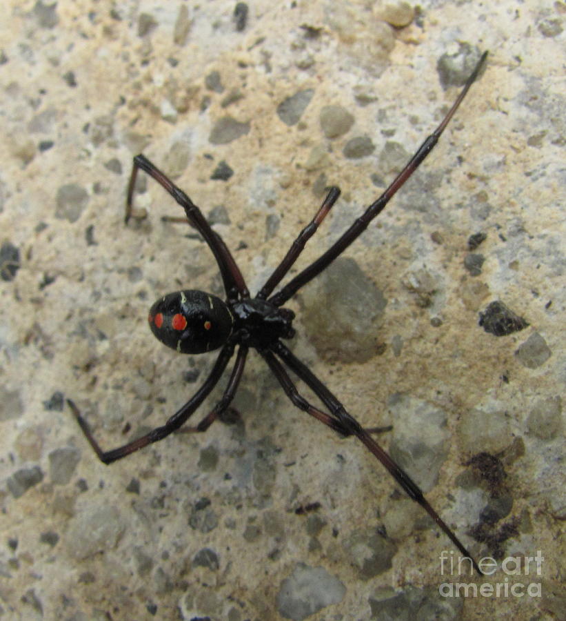 Maryland Black Widow Photograph By Joshua Bales