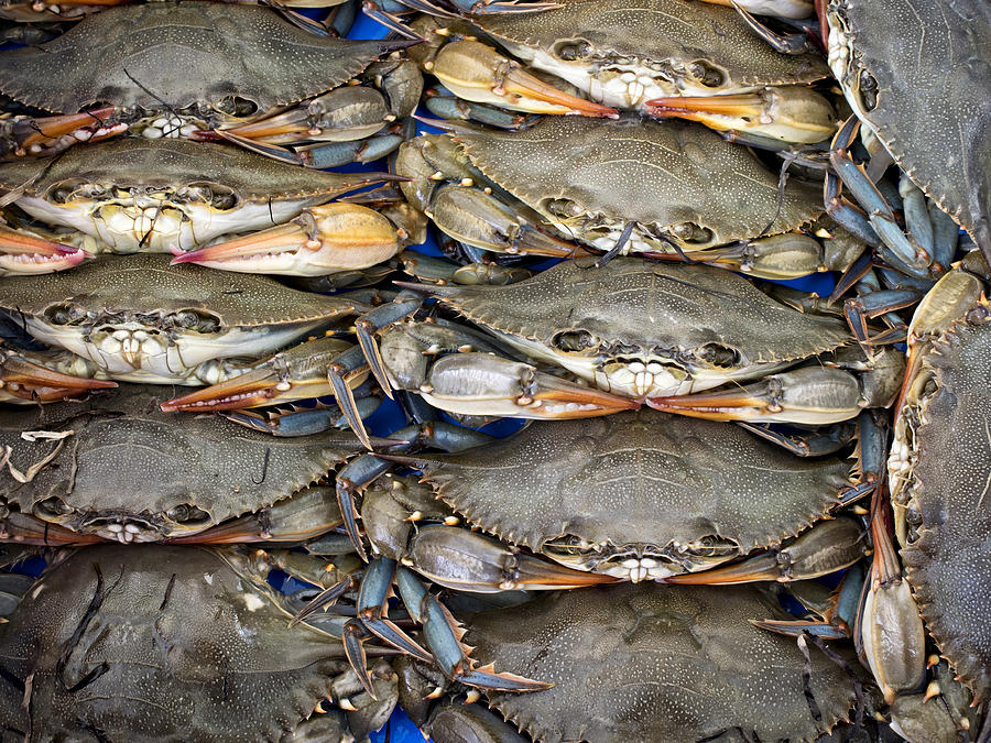 Maryland Blue Crabs Photograph by David Kay