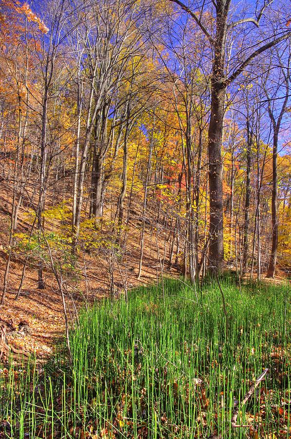 Maryland Country Roads - Autumn Colorfest No. 1 - Catoctin Mountains Frederick County MD Photograph by Michael Mazaika